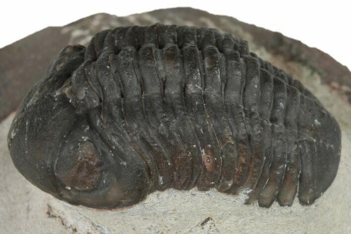 Austerops Trilobite - Jorf, Morocco #204303